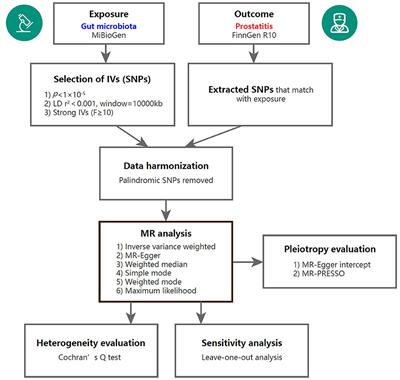 Genetic insights into gut microbiota and risk of prostatitis: a Mendelian randomization study
